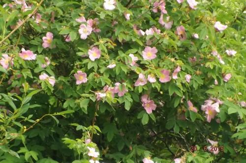 Что посадить в тени забора форум. 5 лучших растений для посадки с уличной стороны забора