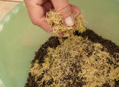 Почва для рассады томатов. Плодородная почва для рассады томатов