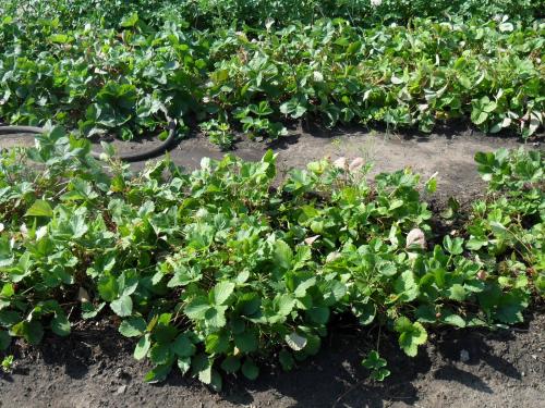 Чем подкормить клубнику осенью. Почему нужно удобрять клубнику осенью