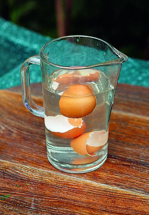 Шелуха подсолнечника, как удобрение. Полезные свойства лузги 18 Шелуха подсолнечника, как удобрение. Полезные свойства лузги 18