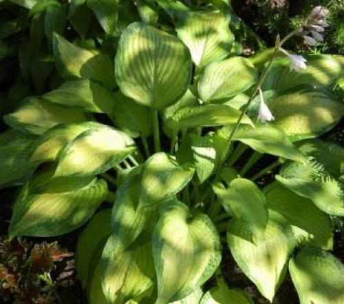 Что посадить в тени и сырости. Декоративные растения для тени