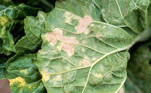 Народное средство от гусеницы на капусте. Народные способы 07