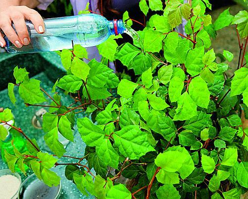 Шелуха подсолнечника, как удобрение. Полезные свойства лузги 22 Шелуха подсолнечника, как удобрение. Полезные свойства лузги 22