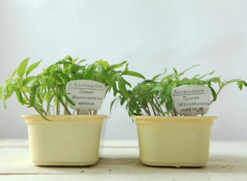 Почва для рассады томатов. Плодородная почва для рассады томатов