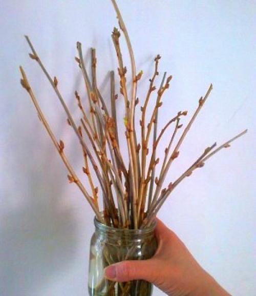 Как черенками размножить смородину летом. Проще простого: размножение черной смородины зелеными черенками 08