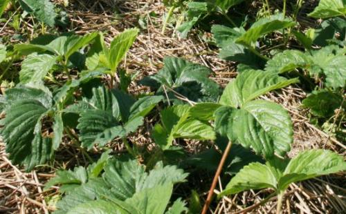 Как обрезать клубнику осенью. Когда и как обрезать клубнику на зиму: и нужно ли вообще это делать?