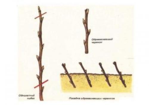 Размножение смородины и крыжовника черенками. Черенкованием
