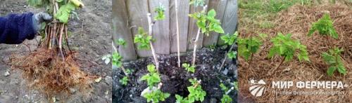 Уход за малиной осенью