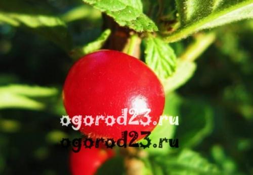 Вишня войлочная размеры. Вишня войлочная — описание и фото