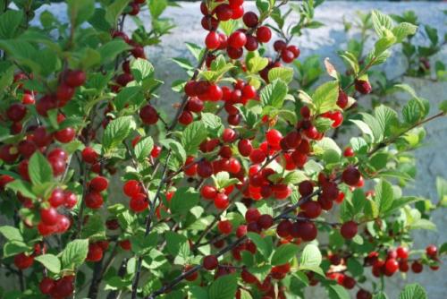 Как омолодить войлочную вишню. Как и чем делают обрезку