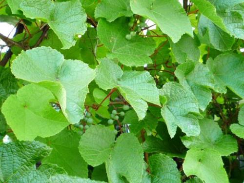 Посадка дальневосточного винограда. Навигация по записям