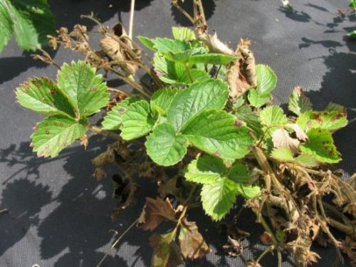 Как обрезать клубнику осенью. Когда и как обрезать клубнику на зиму: и нужно ли вообще это делать?