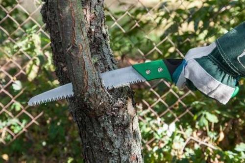 Весенняя обработка яблонь. Чем обрабатывать яблони в весенний период