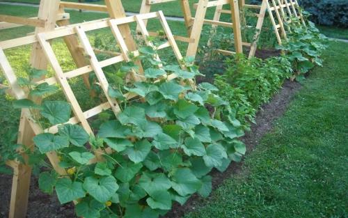 Что растет в тени на даче. Овощи, растущие в тени 01