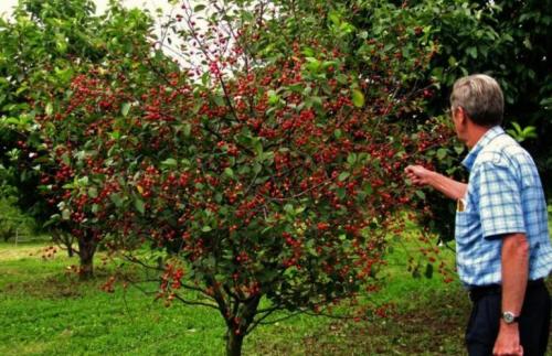Размножение вишни зелеными черенками