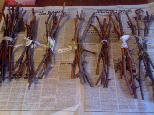 Размножение смородины и крыжовника черенками. Черенкованием