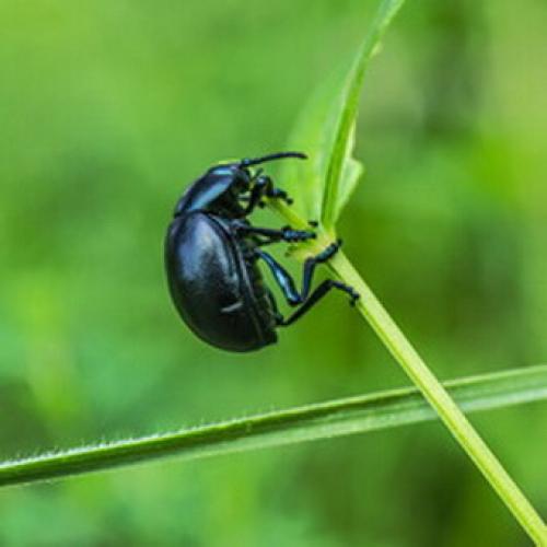 Вредители капусты и как с ними бороться: защита от зеленого барида