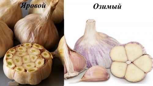 Урожайность чеснока любаша с 1 га. Урожайность чеснока с 1 га в России