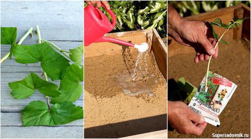 Как черенками размножить смородину летом. Проще простого: размножение черной смородины зелеными черенками 01