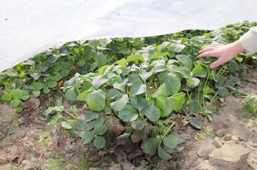 Когда осенью обрабатывают клубнику. Обработка клубники весной от болезней и вредителей