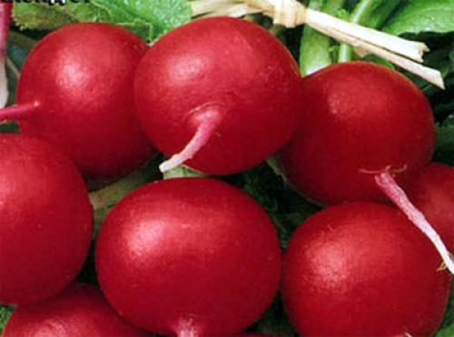 Капуста семена лучшие сорта для открытого грунта. Лучшие поздние сорта капусты для длительного хранения 14 Капуста семена лучшие сорта для открытого грунта. Лучшие поздние сорта капусты для длительного хранения 14