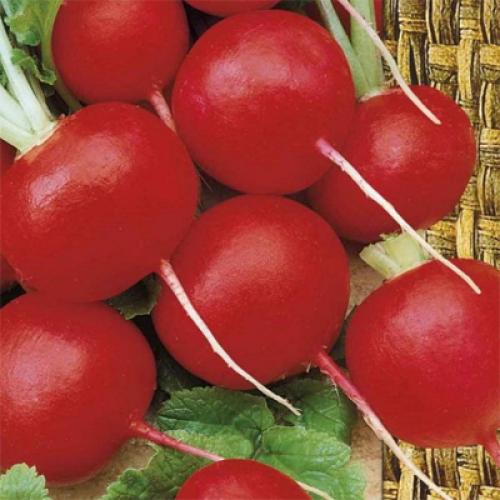 Капуста семена лучшие сорта для открытого грунта. Лучшие поздние сорта капусты для длительного хранения 16 Капуста семена лучшие сорта для открытого грунта. Лучшие поздние сорта капусты для длительного хранения 16