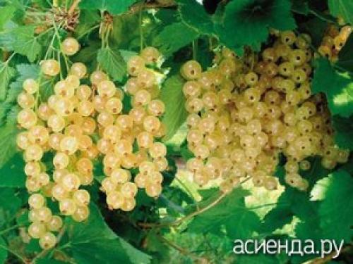 Мало ягод на красной смородине. Почему у смородины мелкие ягодки?