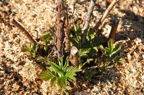Размножение малины одревесневшими черенками. Размножение малины одревесневшими отпрысками