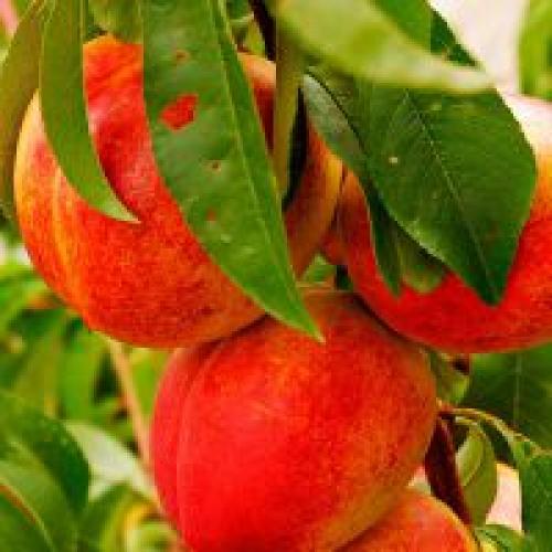 Персик инжирный сатурн. Инжирный персик — польза и вред