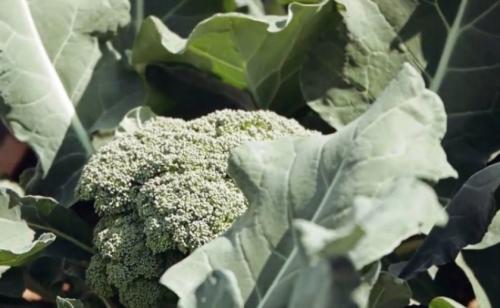 Капуста семена лучшие сорта для открытого грунта. Лучшие поздние сорта капусты для длительного хранения 12 Капуста семена лучшие сорта для открытого грунта. Лучшие поздние сорта капусты для длительного хранения 12