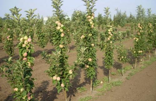 Уход за яблоней в сибири. Как посадить колоновидную яблоню в Сибири: технология и схема посадки