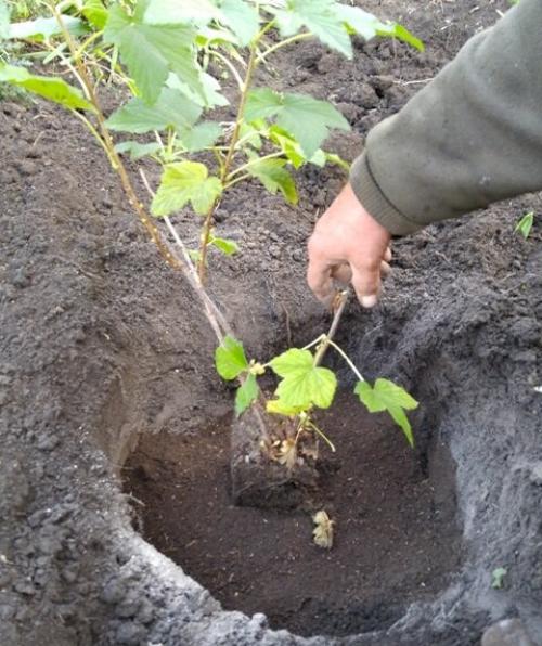 Посадка смородины осенью. Как сажать смородину осенью.