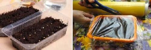 Как правильно посадить рассаду помидор в домашних условиях. Подготовка почвы. Высадка семян
