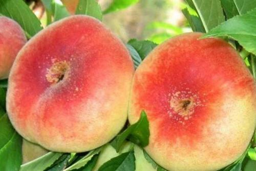 Гибрид инжира и персика. Характеристика плоского персика 13