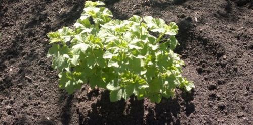 Чтобы смородина плодоносила. Подкармливаем смородину правильно. Чем подкормить смородину для обильного плодоношения