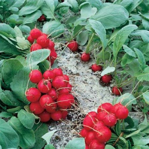 Капуста семена лучшие сорта для открытого грунта. Лучшие поздние сорта капусты для длительного хранения 17 Капуста семена лучшие сорта для открытого грунта. Лучшие поздние сорта капусты для длительного хранения 17