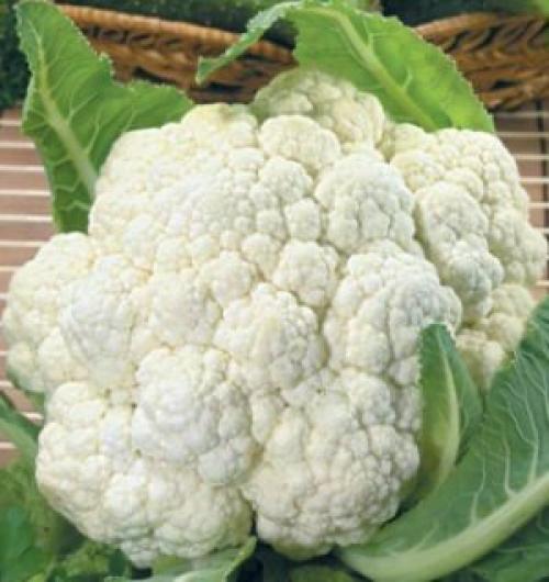 Капуста семена лучшие сорта для открытого грунта. Лучшие поздние сорта капусты для длительного хранения 06 Капуста семена лучшие сорта для открытого грунта. Лучшие поздние сорта капусты для длительного хранения 06