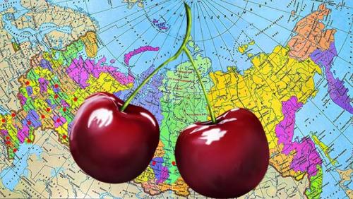 На каком расстоянии сажать черешню друг от друга. Когда сажать черешню весной, в каком месте: оптимальные сроки