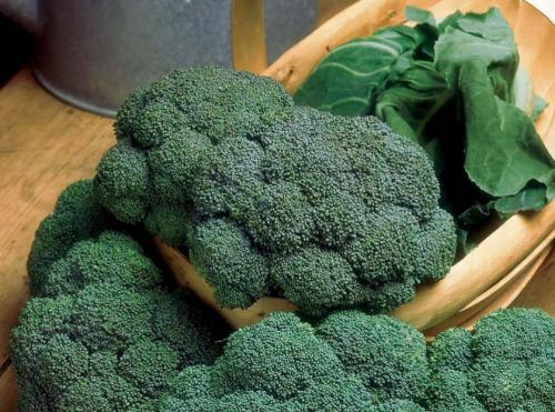 Капуста семена лучшие сорта для открытого грунта. Лучшие поздние сорта капусты для длительного хранения 07 Капуста семена лучшие сорта для открытого грунта. Лучшие поздние сорта капусты для длительного хранения 07