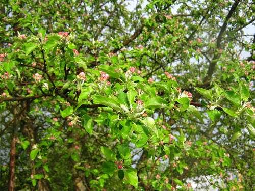 Подкормка и уход за яблонями. Весенние подкормки