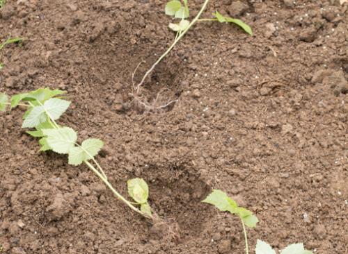 Как вырастить малину из черенка. Как подготовить саженцы малины 19 Как вырастить малину из черенка. Как подготовить саженцы малины 19