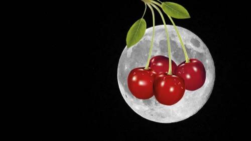 На каком расстоянии сажать черешню друг от друга. Когда сажать черешню весной, в каком месте: оптимальные сроки