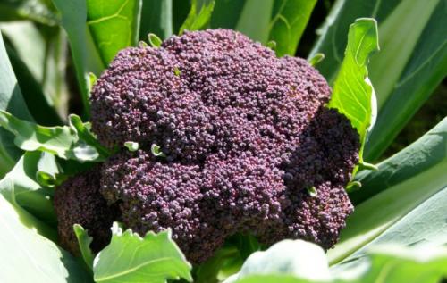 Капуста семена лучшие сорта для открытого грунта. Лучшие поздние сорта капусты для длительного хранения 13 Капуста семена лучшие сорта для открытого грунта. Лучшие поздние сорта капусты для длительного хранения 13