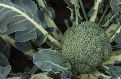 Капуста семена лучшие сорта для открытого грунта. Лучшие поздние сорта капусты для длительного хранения 09 Капуста семена лучшие сорта для открытого грунта. Лучшие поздние сорта капусты для длительного хранения 09