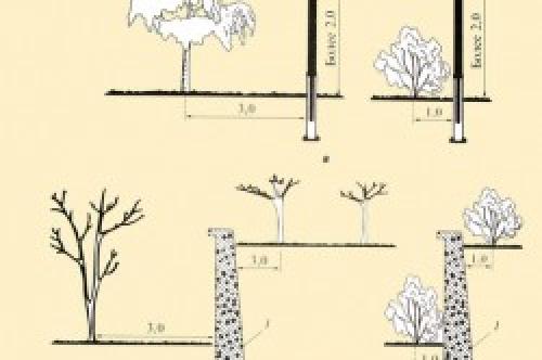 На каком расстоянии сажать яблони от забора. До соседского участка – 1-4 метра