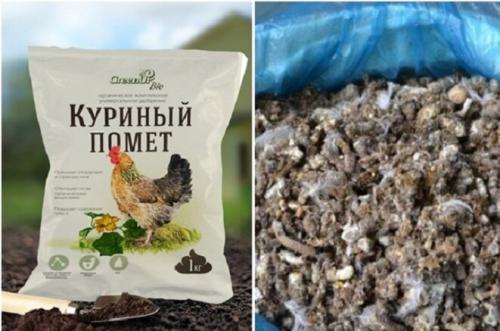 Чтобы смородина плодоносила. Подкармливаем смородину правильно. Чем подкормить смородину для обильного плодоношения