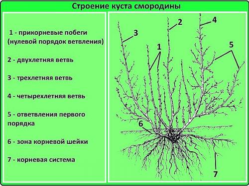Как разрядить смородину. Как омолодить куст смородины, чтобы повысить урожай