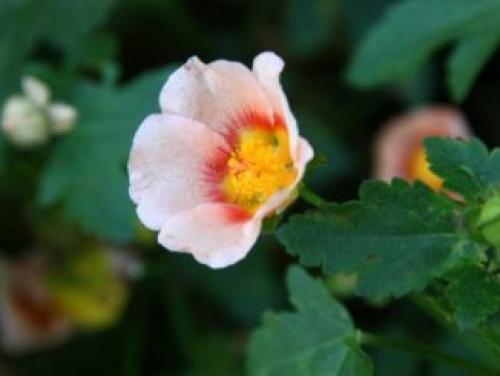 Гибрид персика и яблока. Гибрид сливы, абрикоса и персика