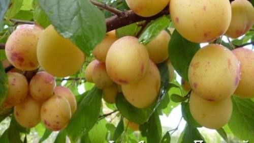 Гибрид инжира и персика. Характеристика плоского персика 03