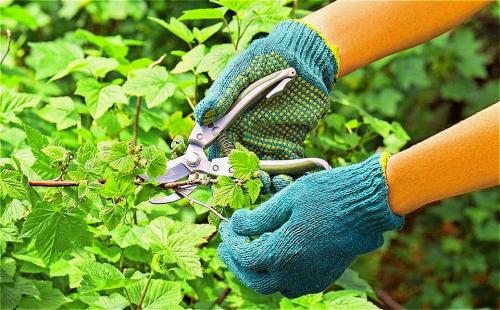 Как разрядить смородину. Как омолодить куст смородины, чтобы повысить урожай